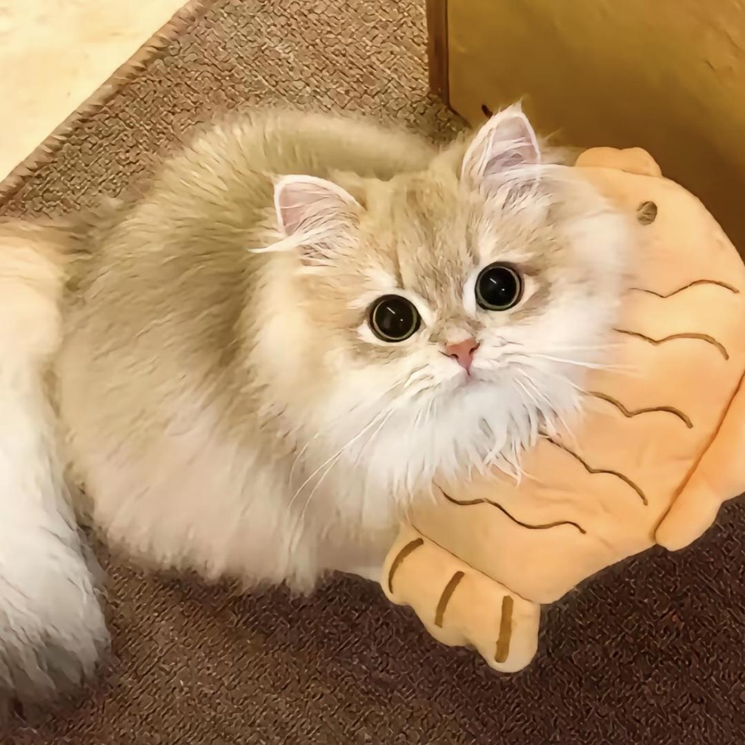 困告羊