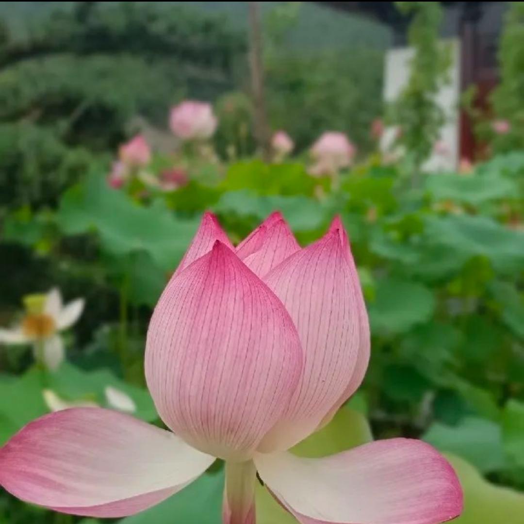 ꧔ꦿ᭄💞薇💞薇꧔ꦿ᭄🦋