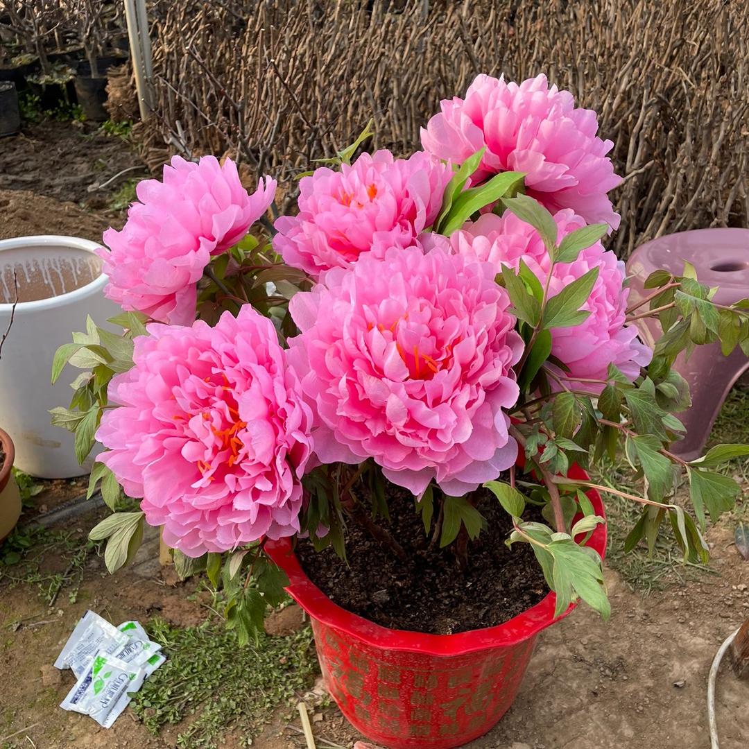 桐亿花卉