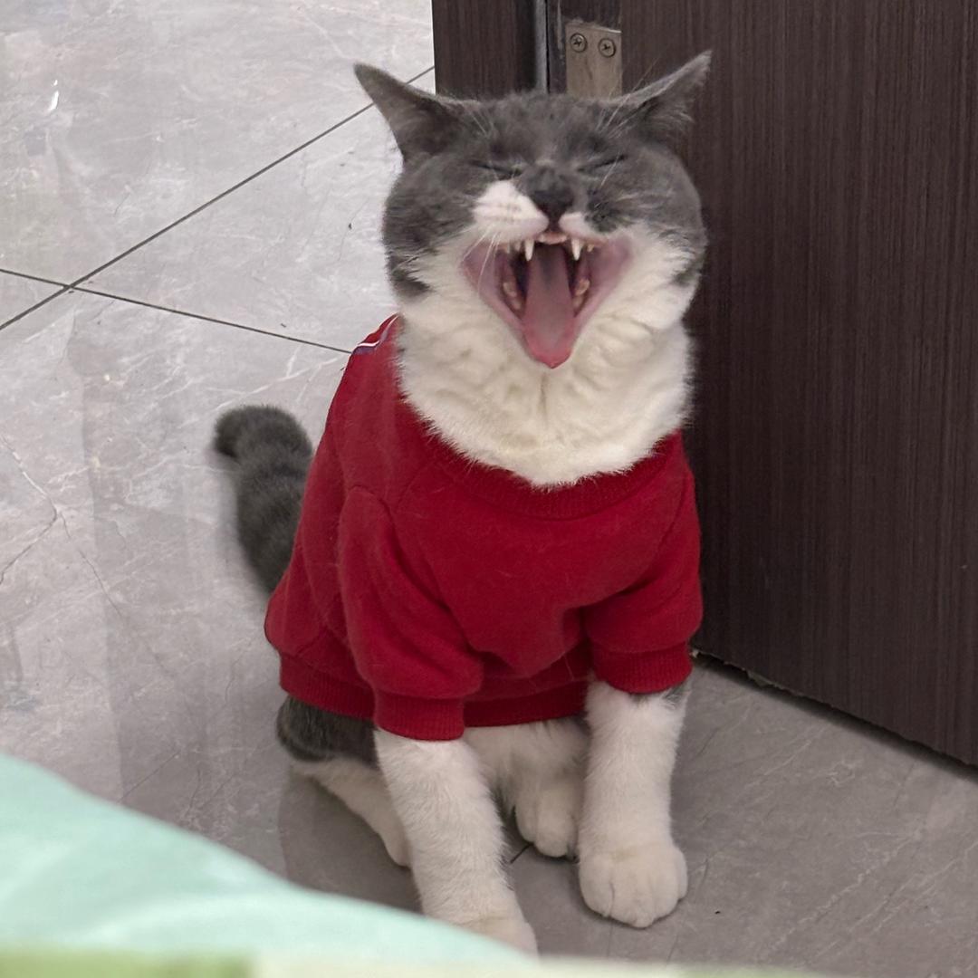 🌈土豆是只猫
