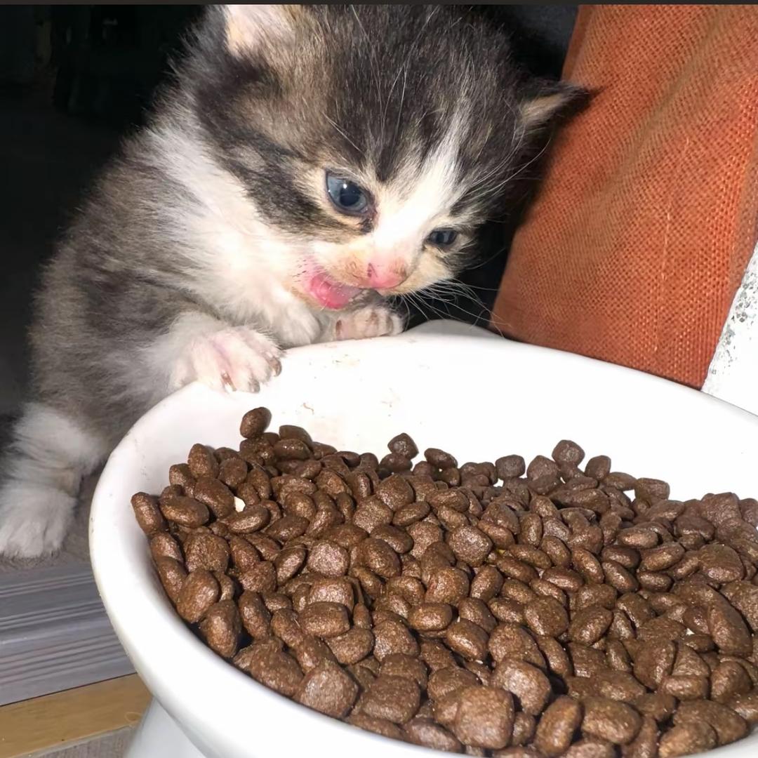 ៸៸᳐>⩊<៸៸᳐