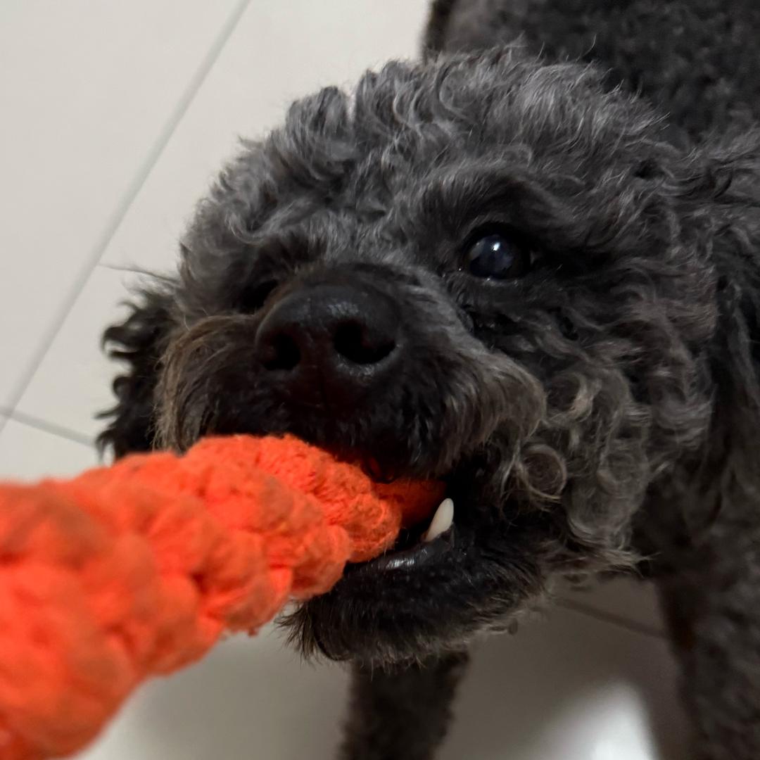 冬天啦！要把星星串成糖葫芦吃掉