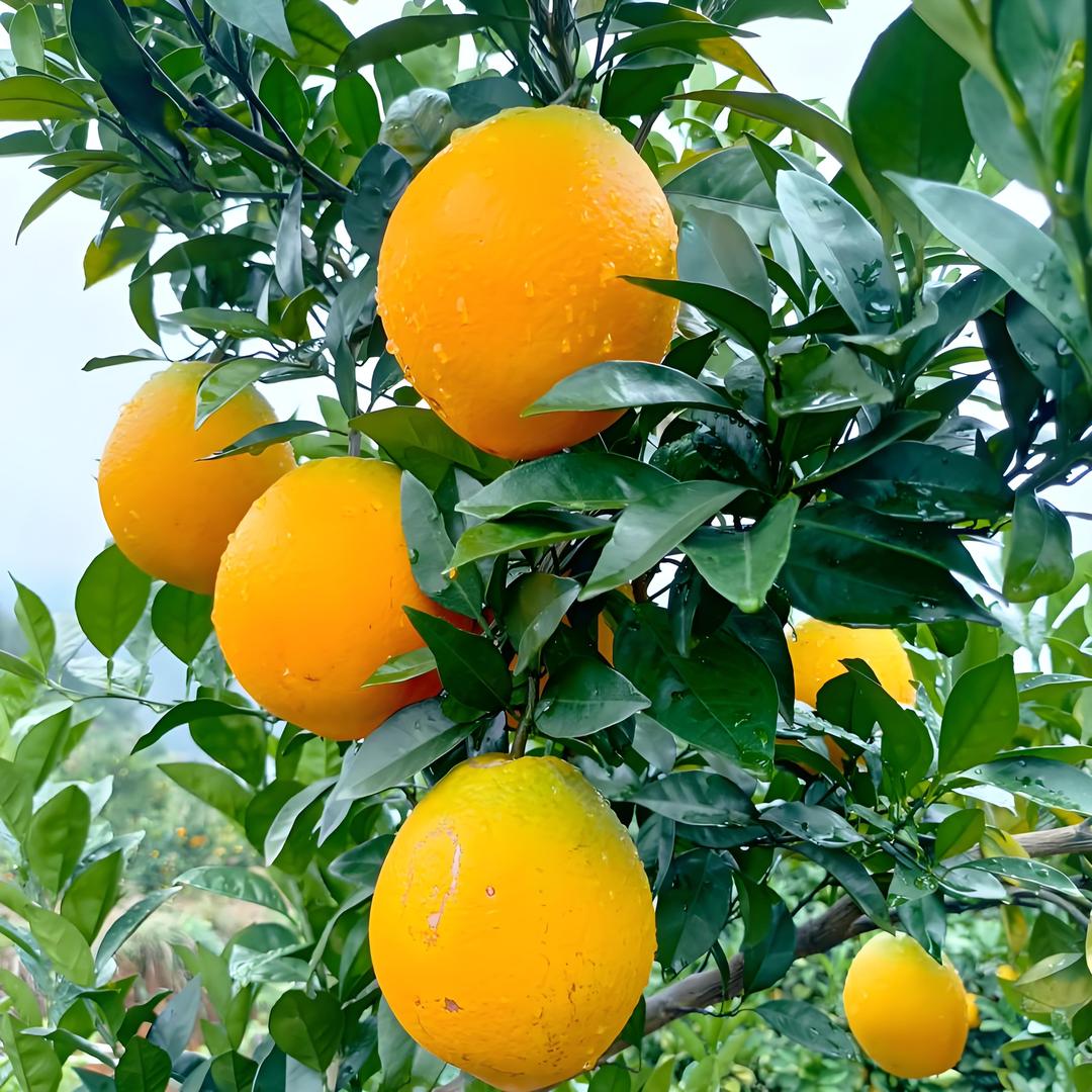 河南攀萝桃果蔬优选