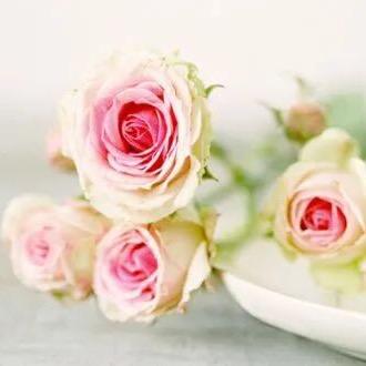 快乐玫瑰🌹