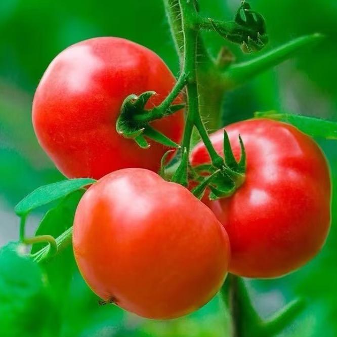 云南高原西红柿