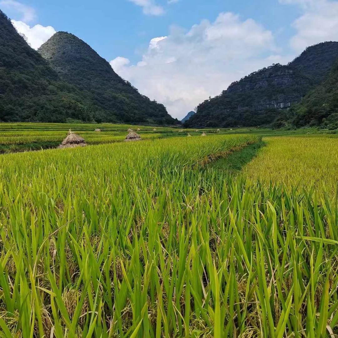 贵州布依土货