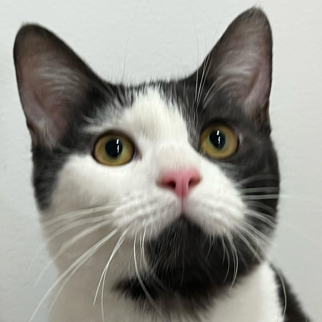 喵汪领养中转站