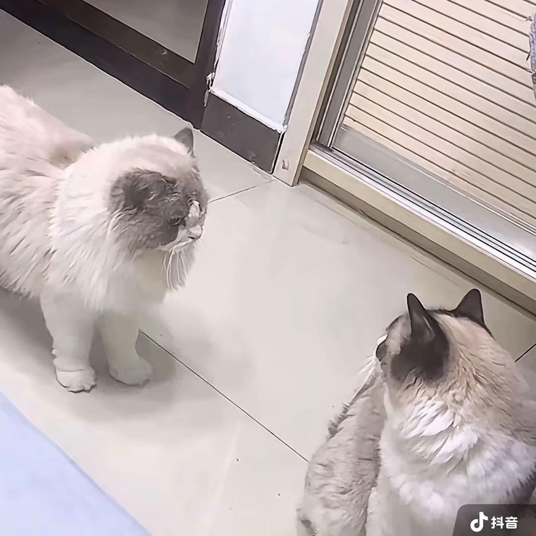 刘圆