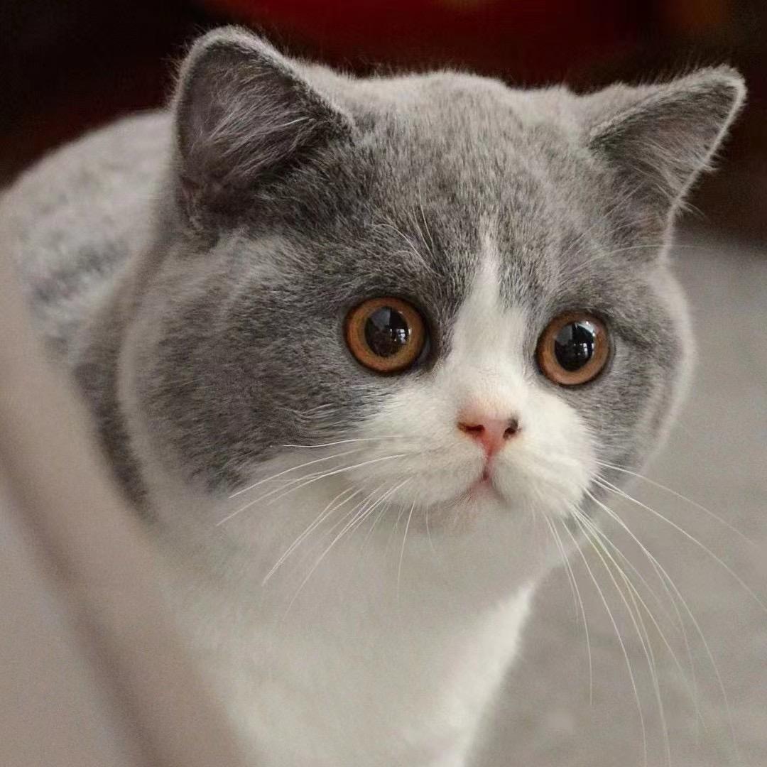 狗大爷