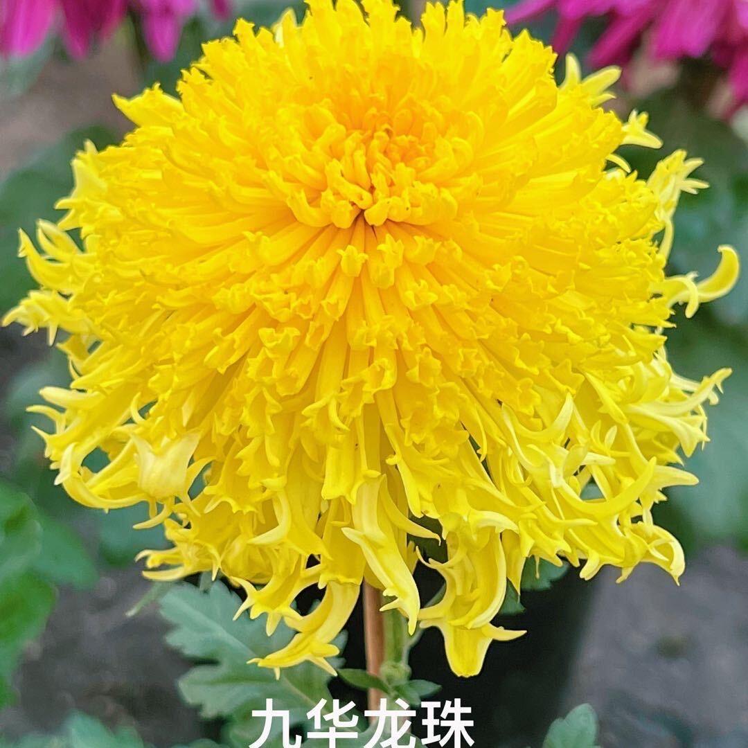 九华园艺.
