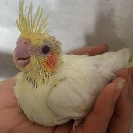 鹦鹉宠物用品