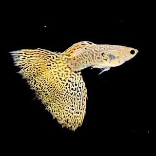 阿洋水族精品孔雀鱼工作室