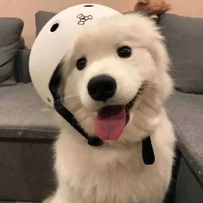孙哥聊宠物