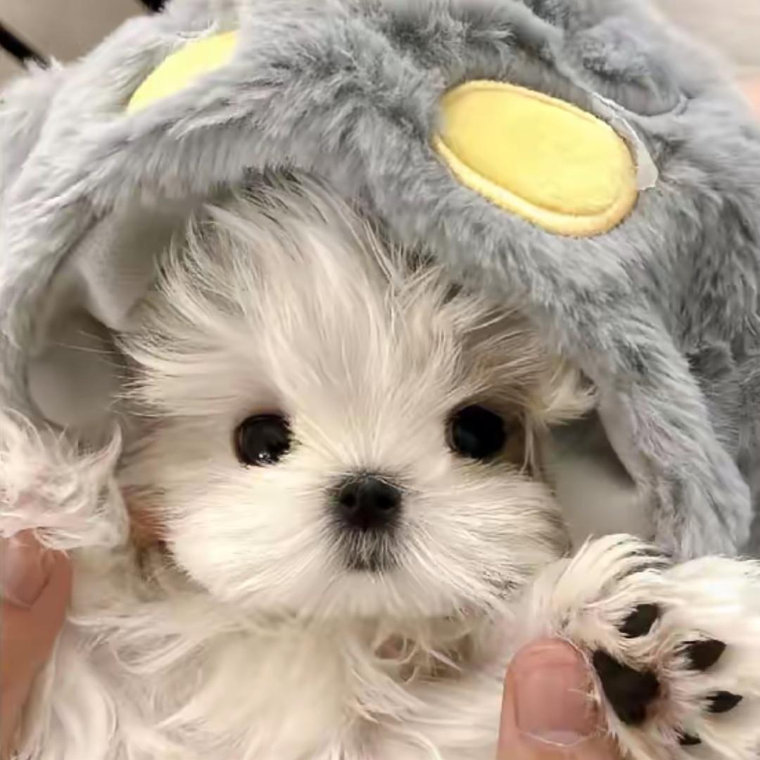 每明