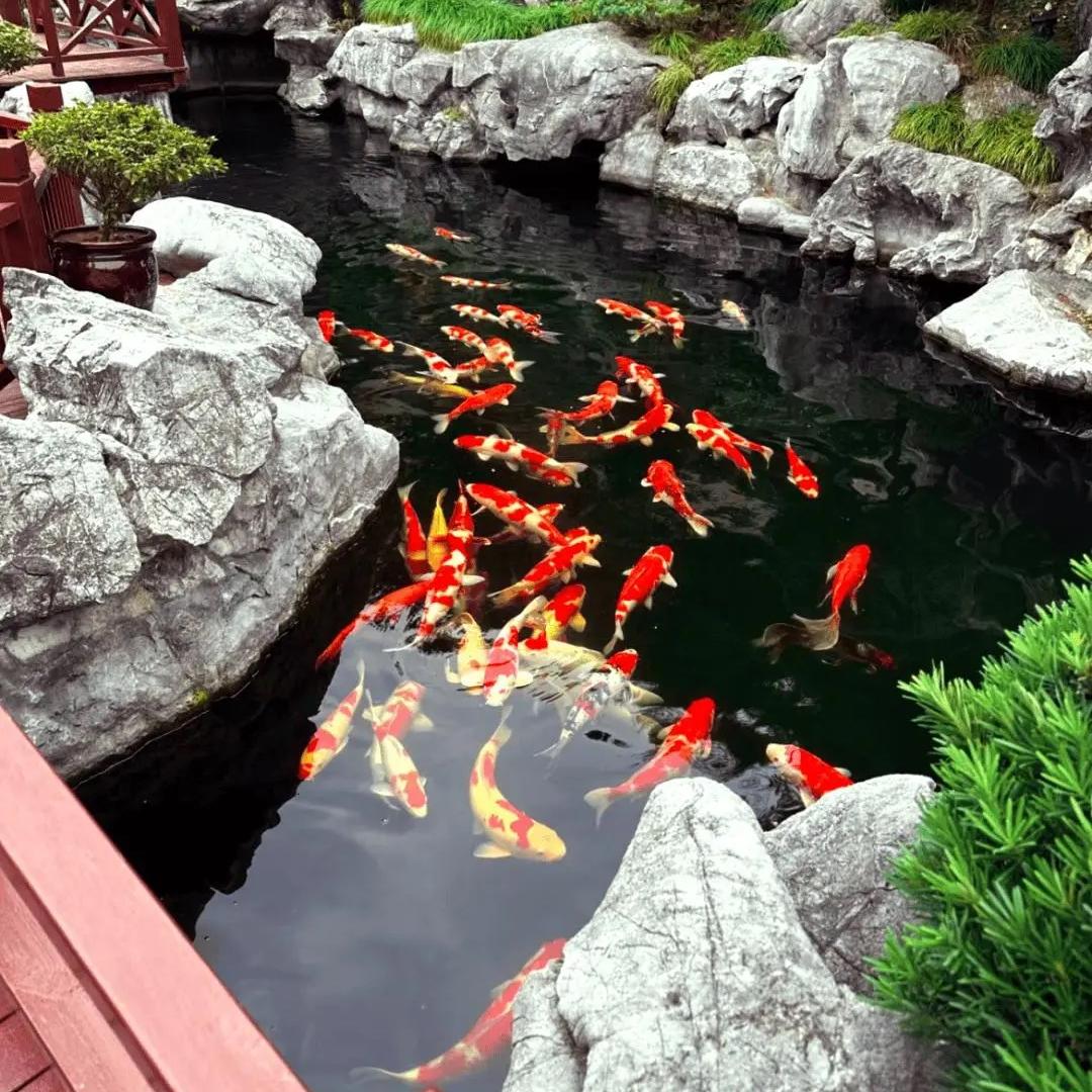 青岚集市水族2店