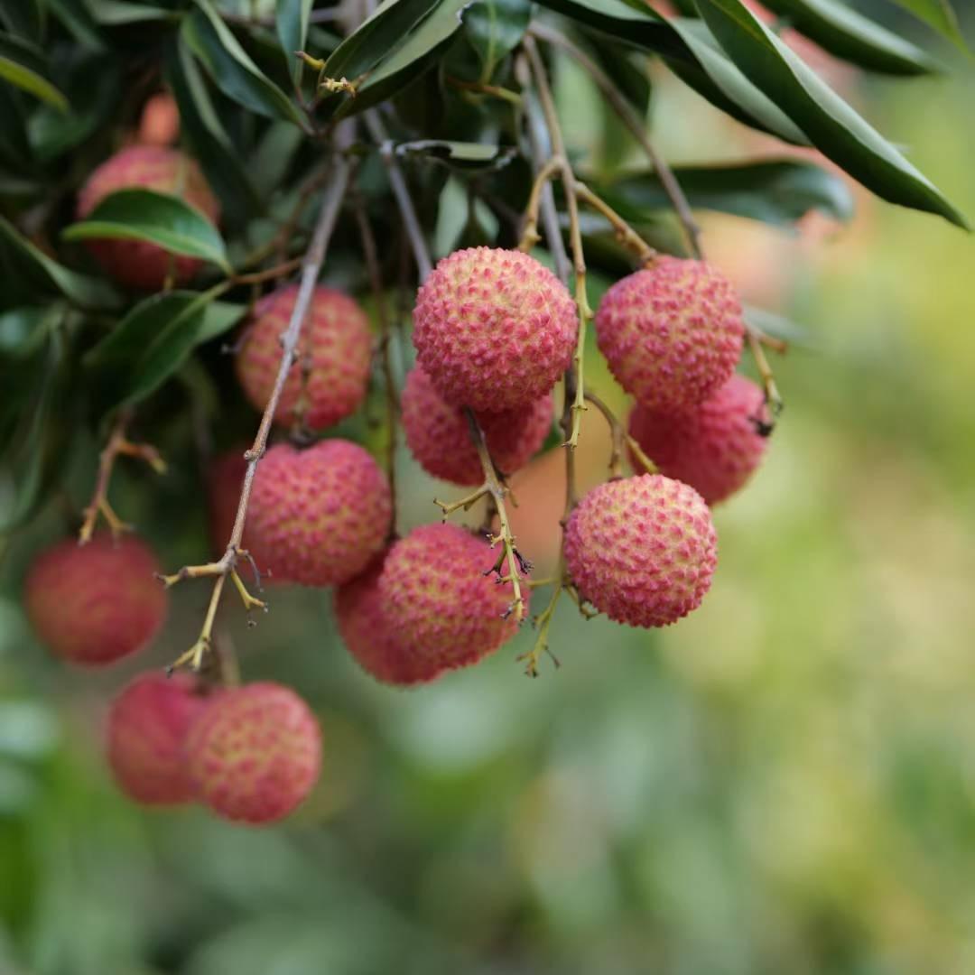 两只老虎卖荔枝