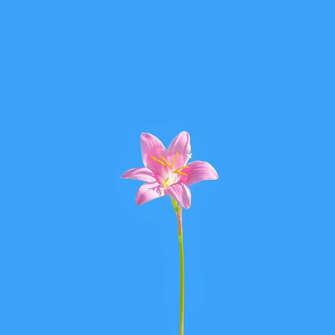 茹