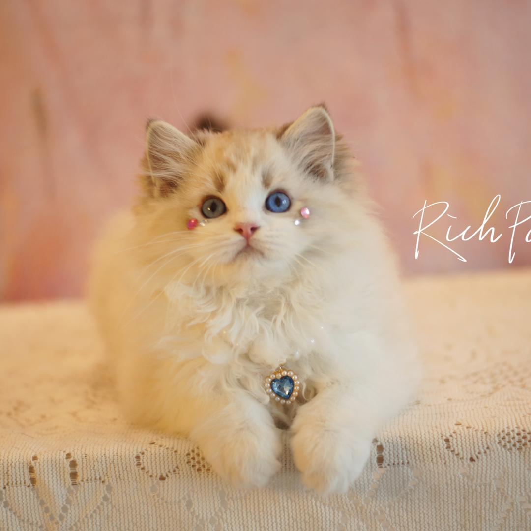 怀化布偶金渐层米努特cattery