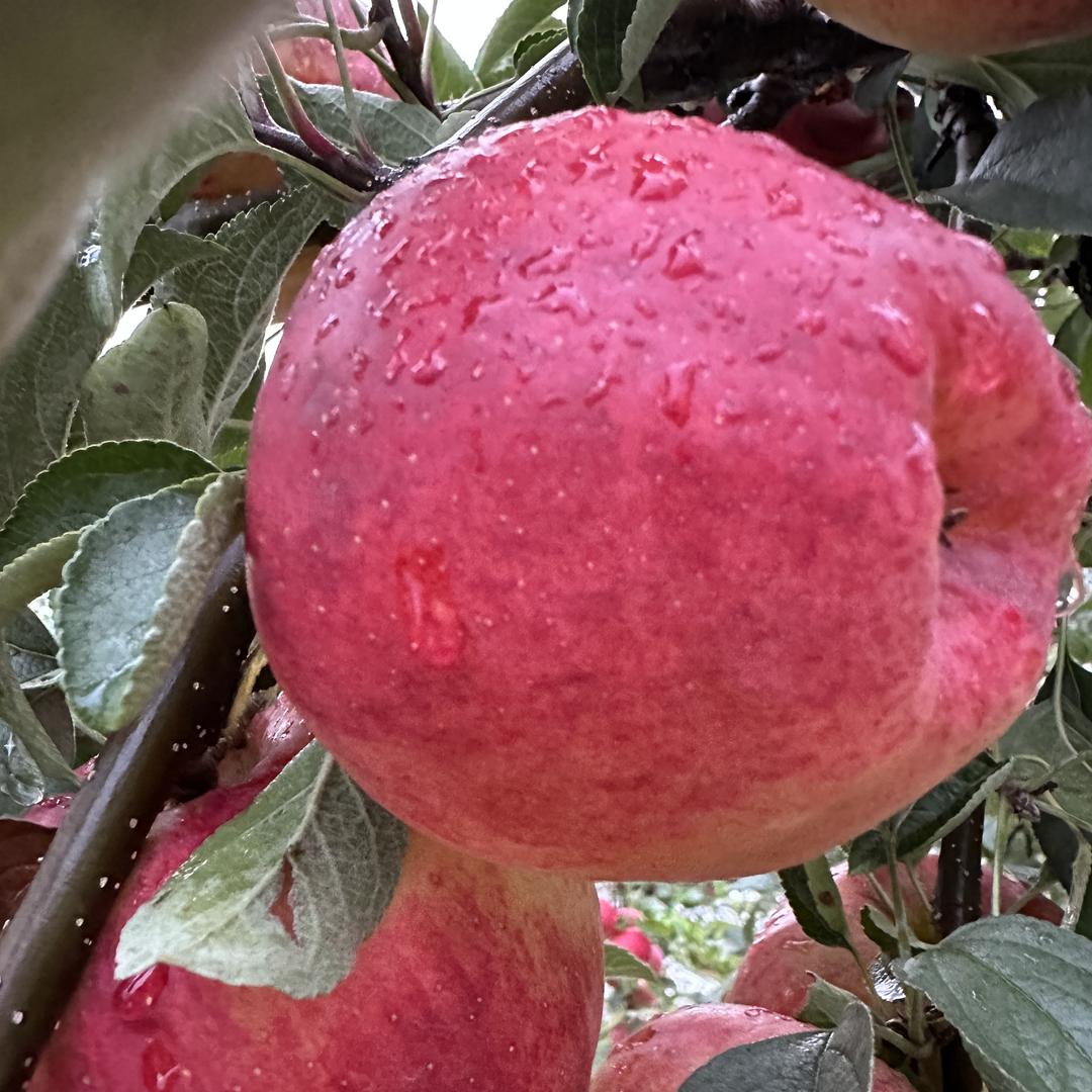 昭通裕农土特产