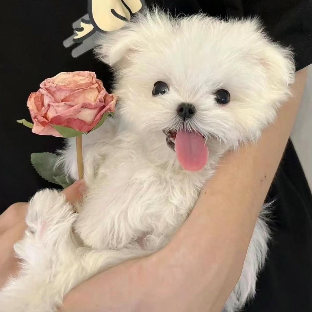祈安
