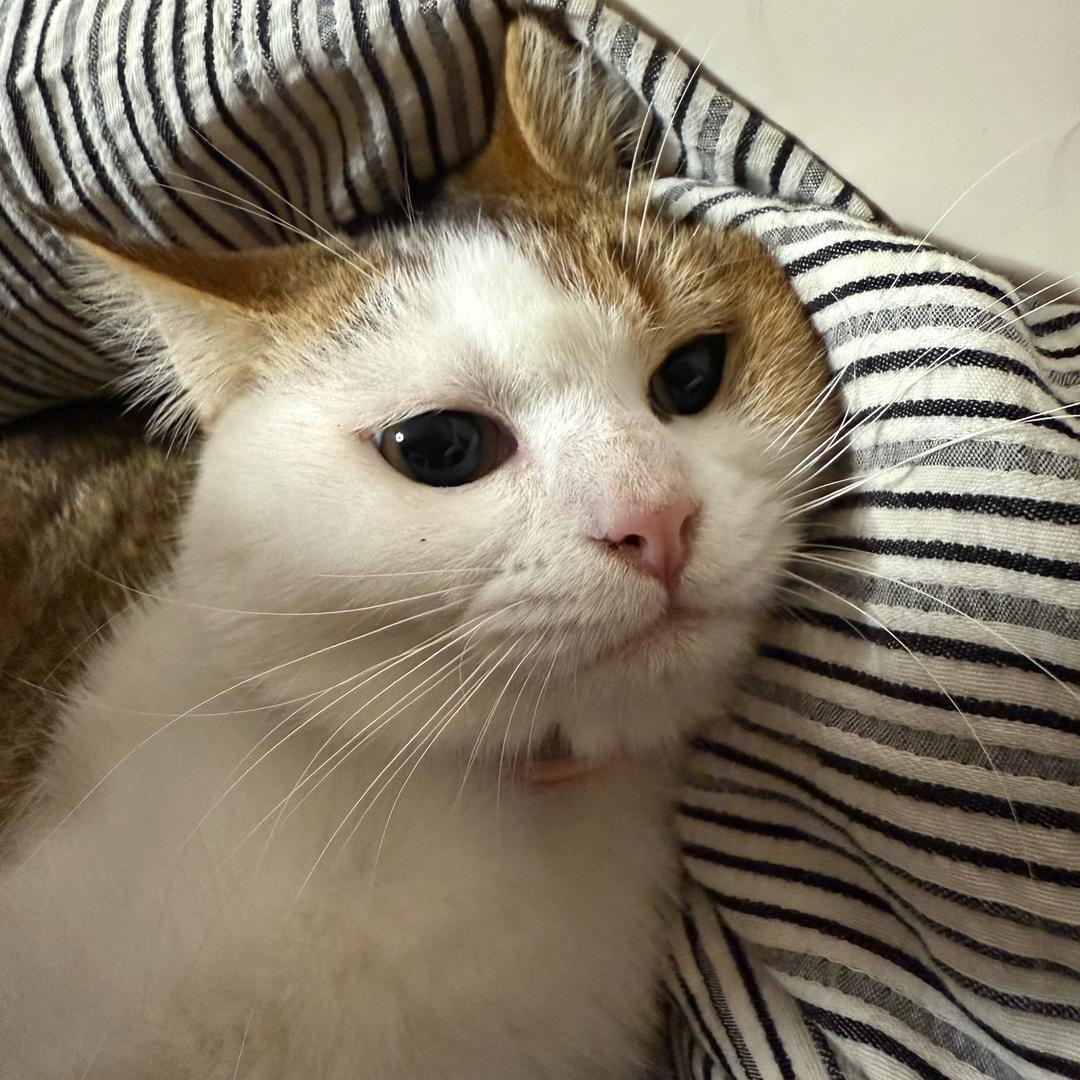 呆小白