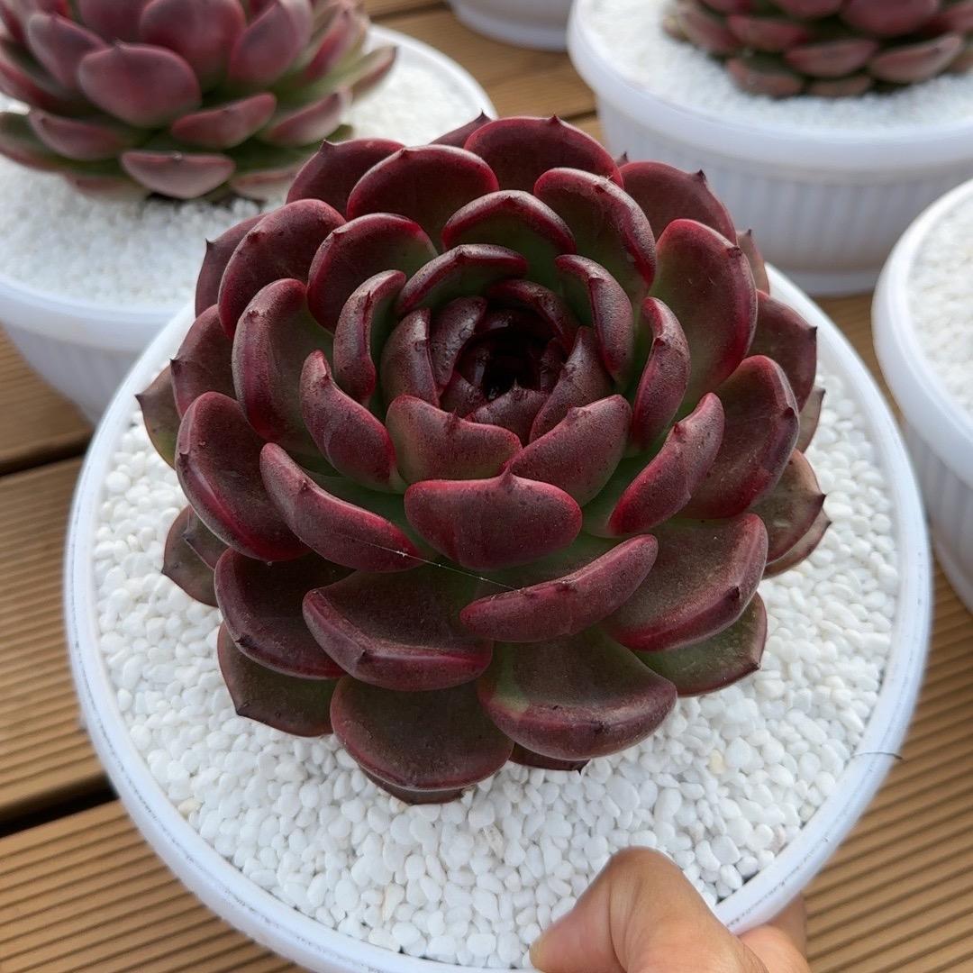云南世美花卉有限公司