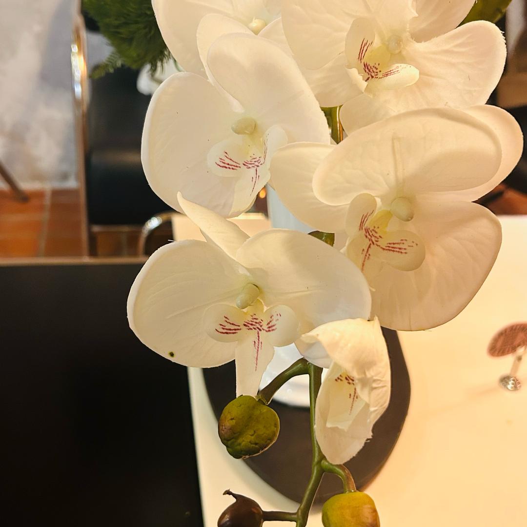 柏柏芳23
