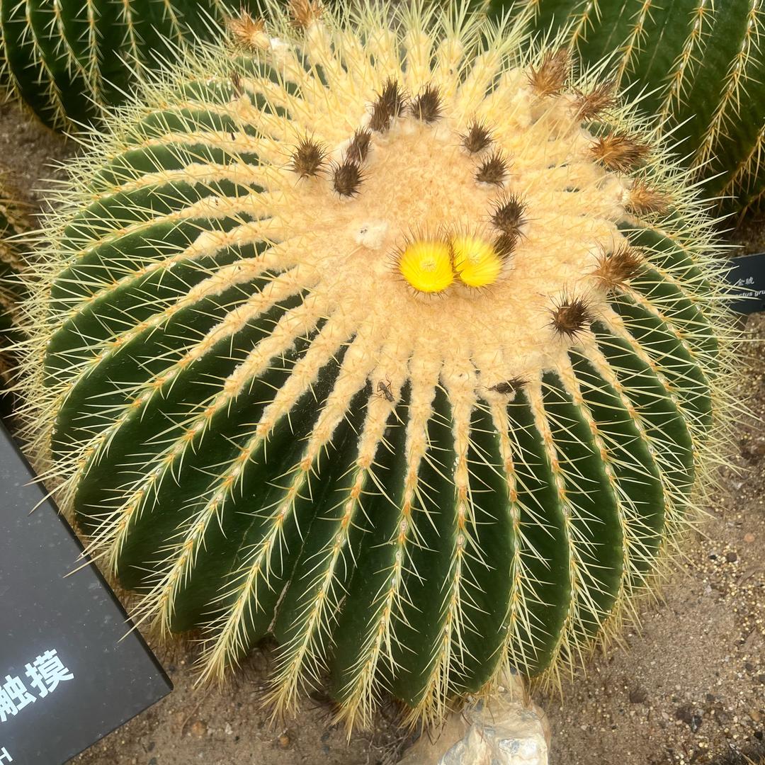 最靓的仔！