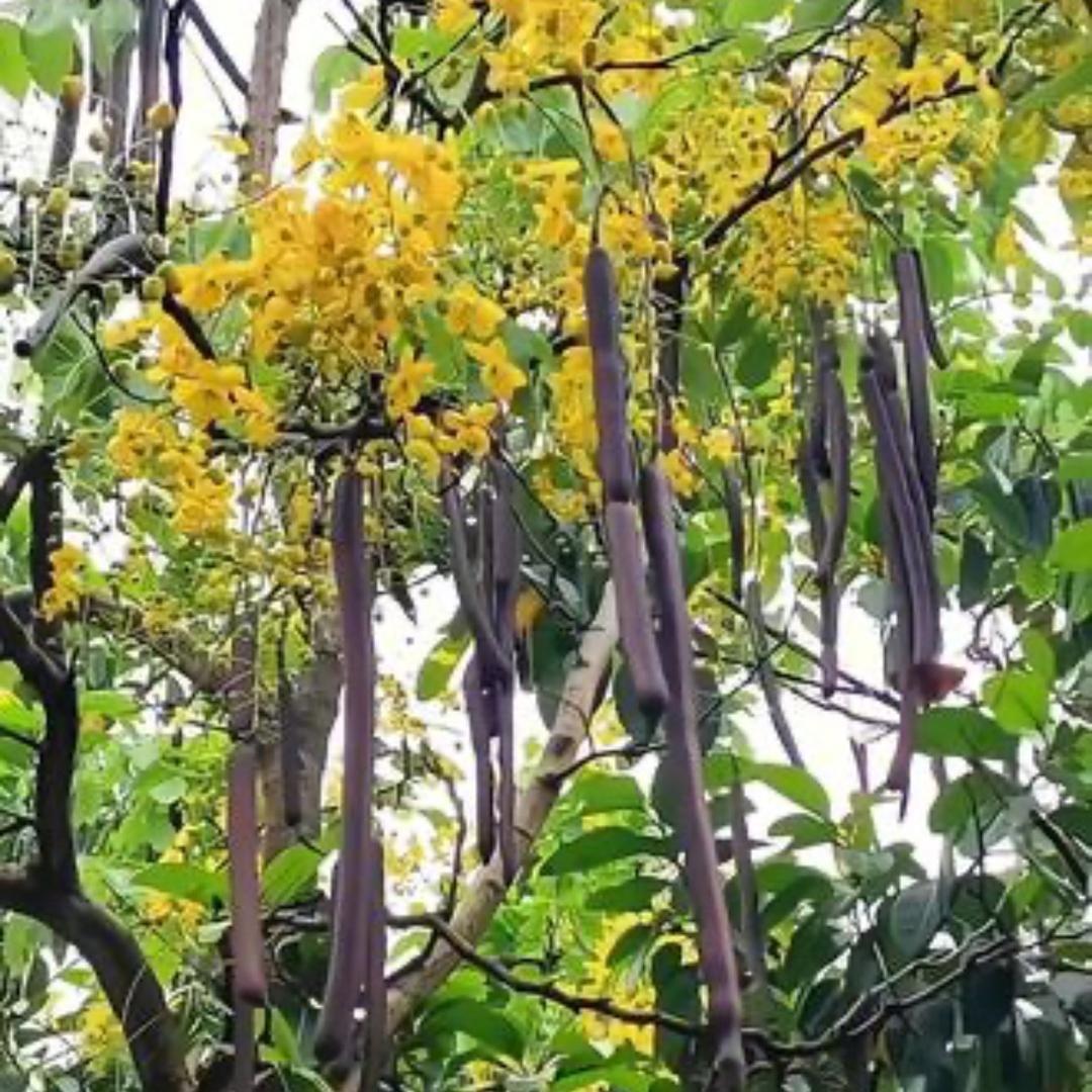 腊肠果是拉屎果2