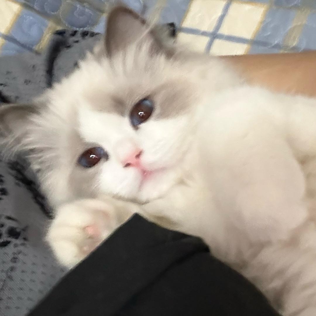 布偶猫豆包