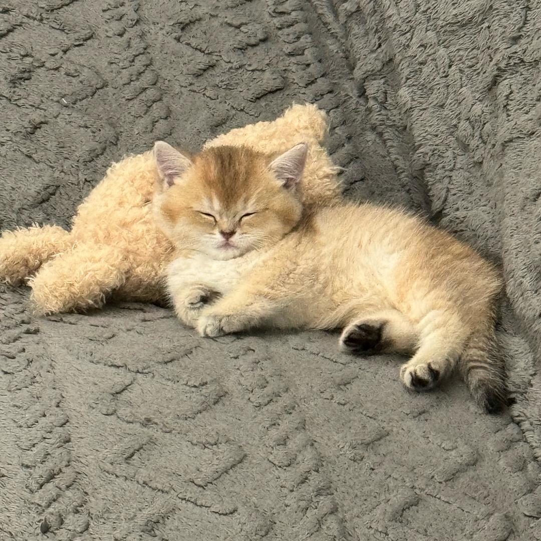 心意猫舍