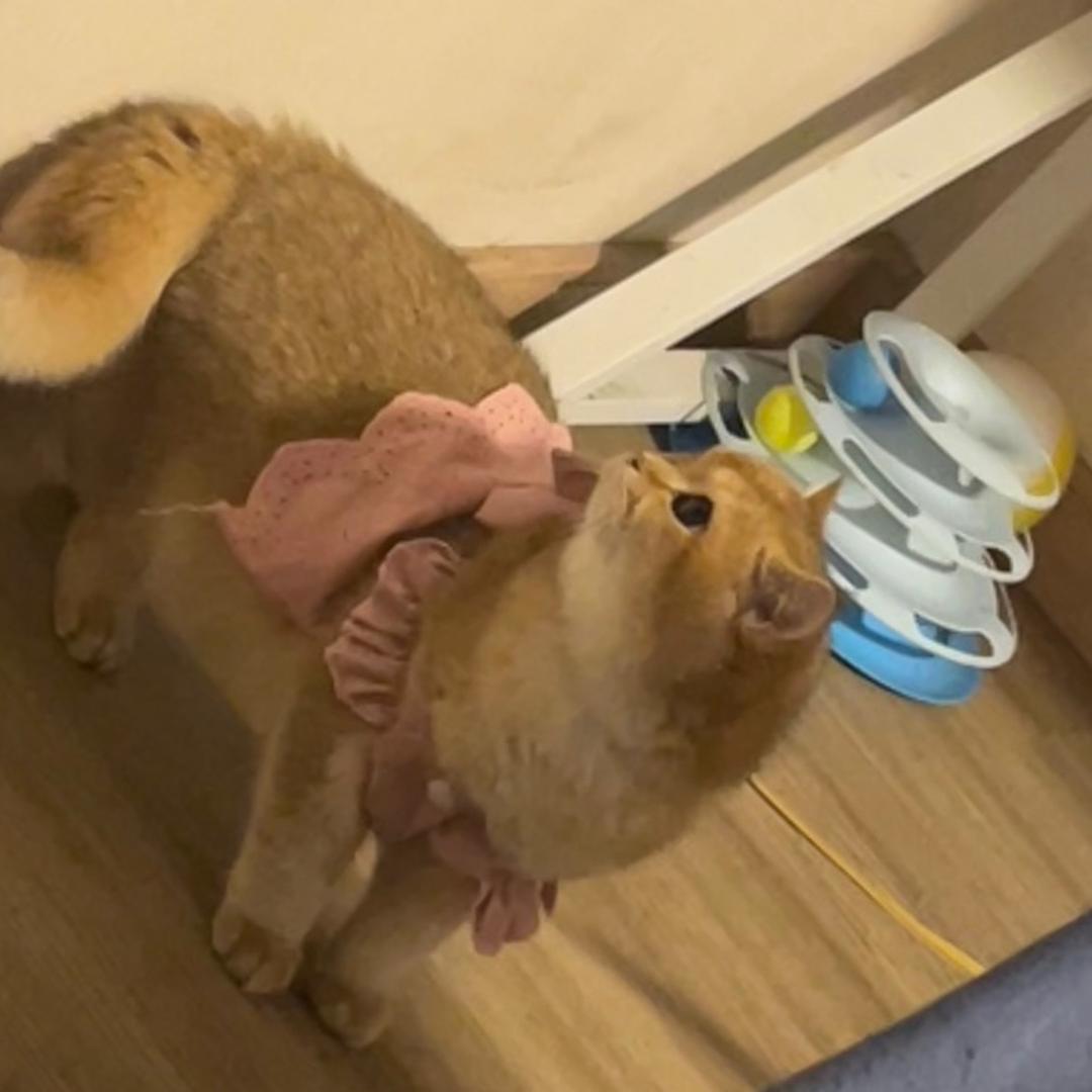 桃子吖🍑