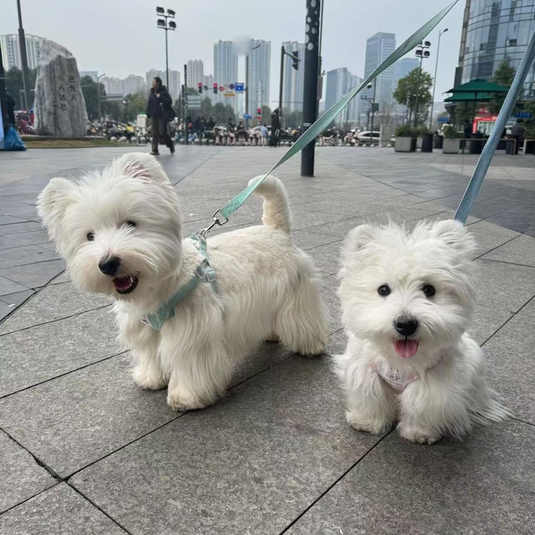 蛋蛋爱看剧