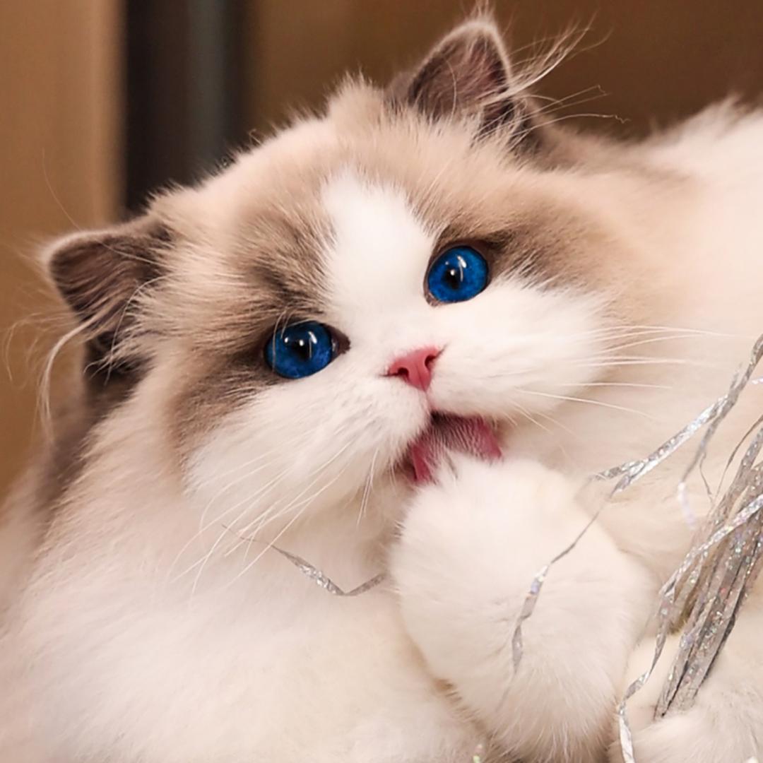 温馨猫咪