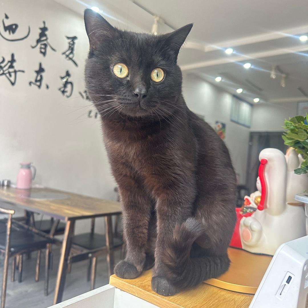 爱吃榴莲的猫