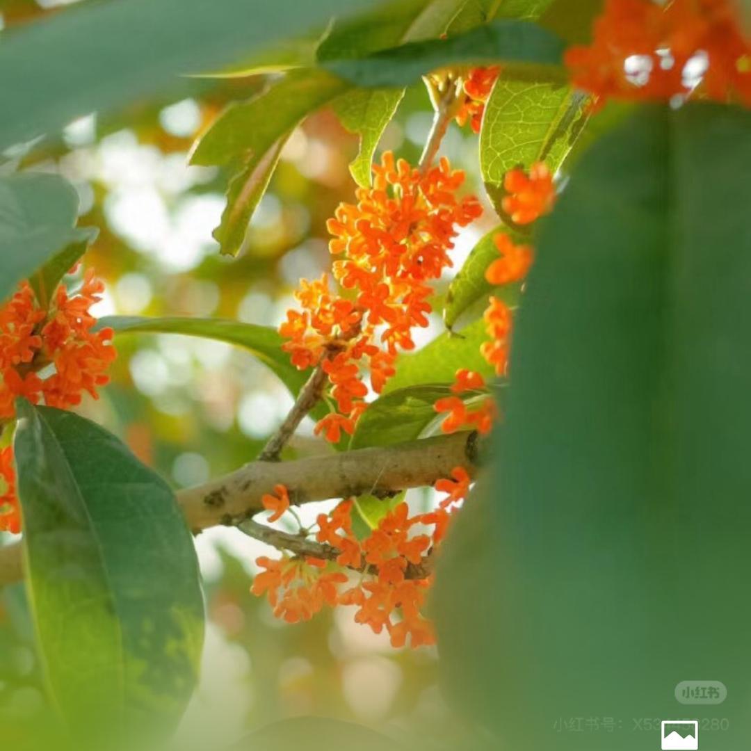 🌈云淡风轻🌸