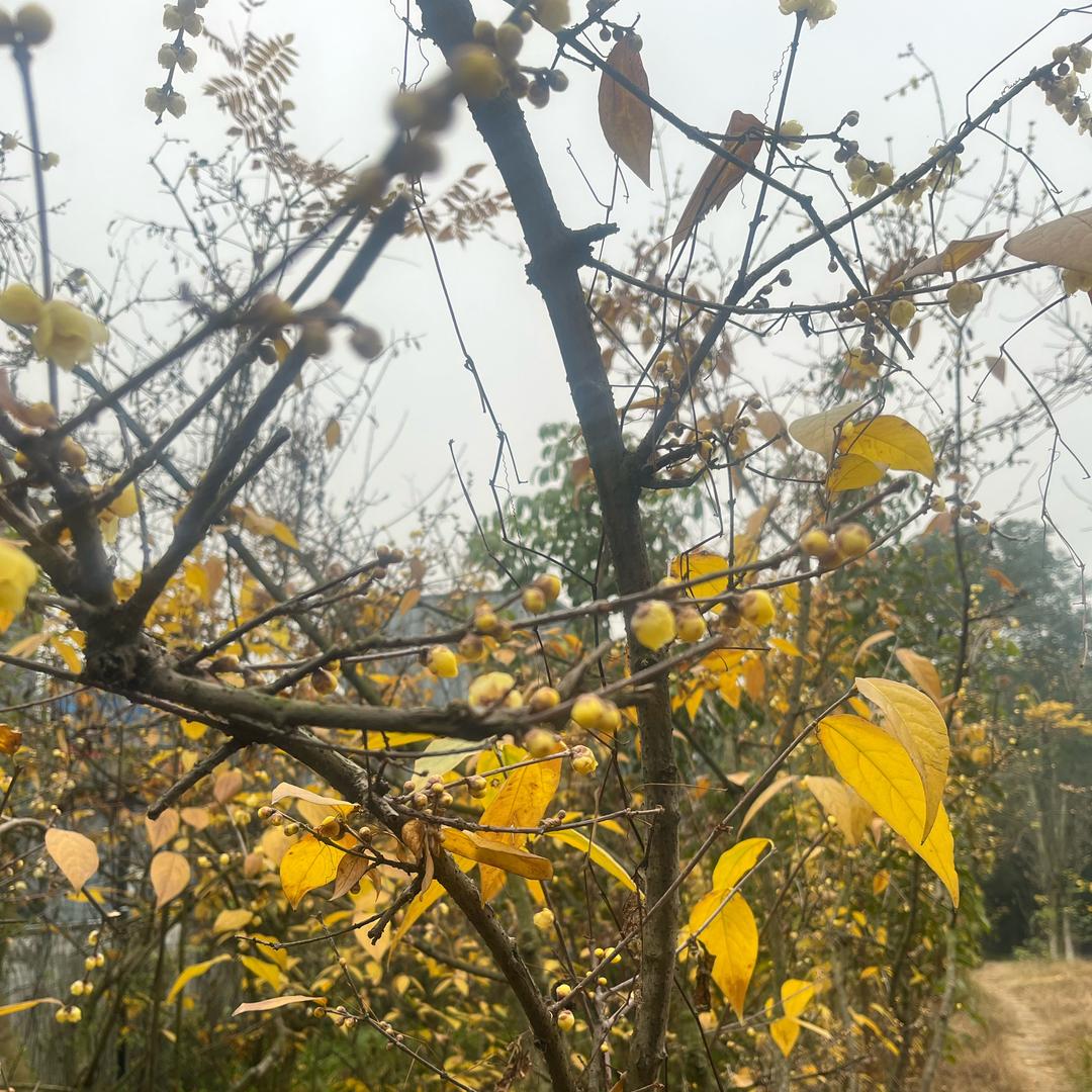 李姥爷