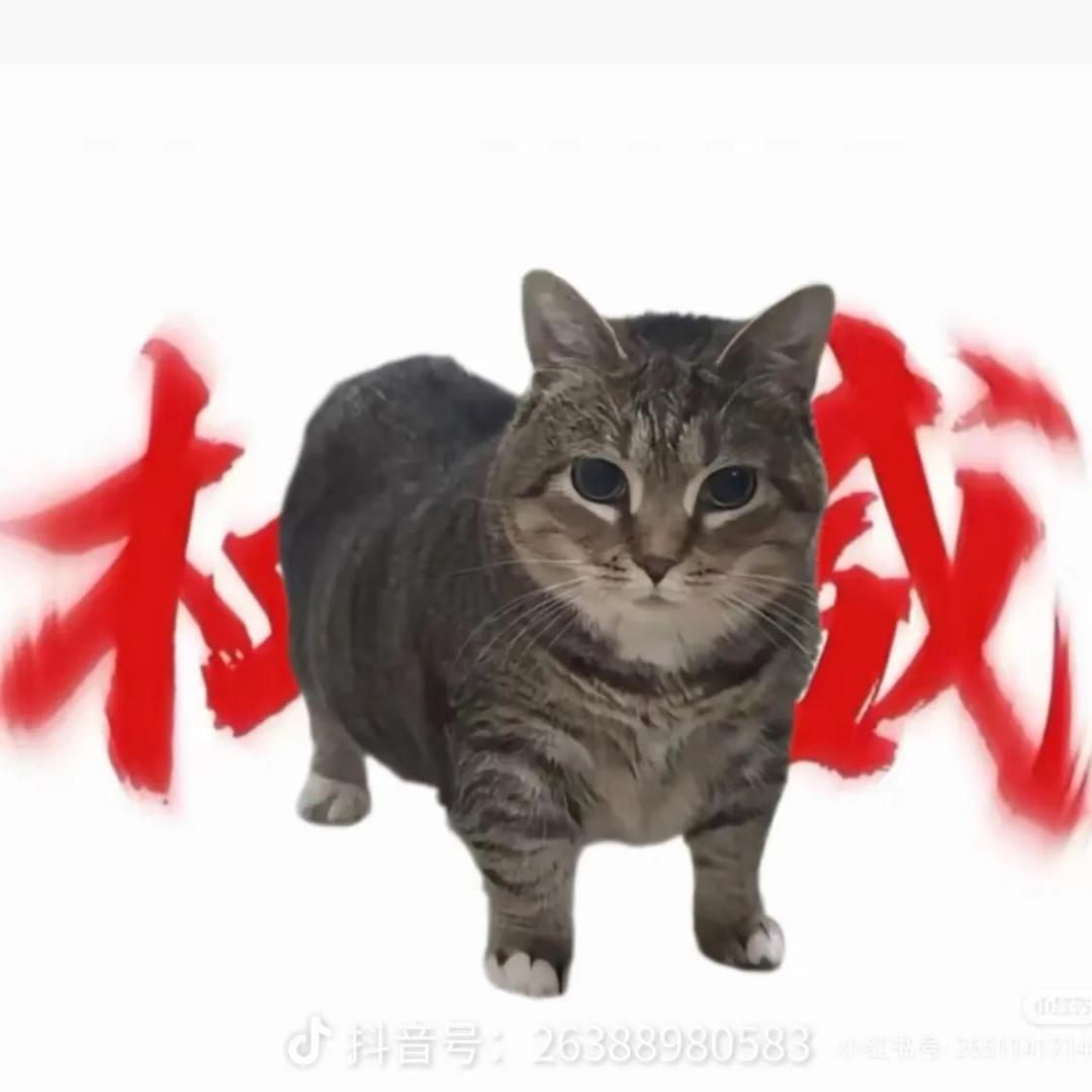 爱吃星星的小翼