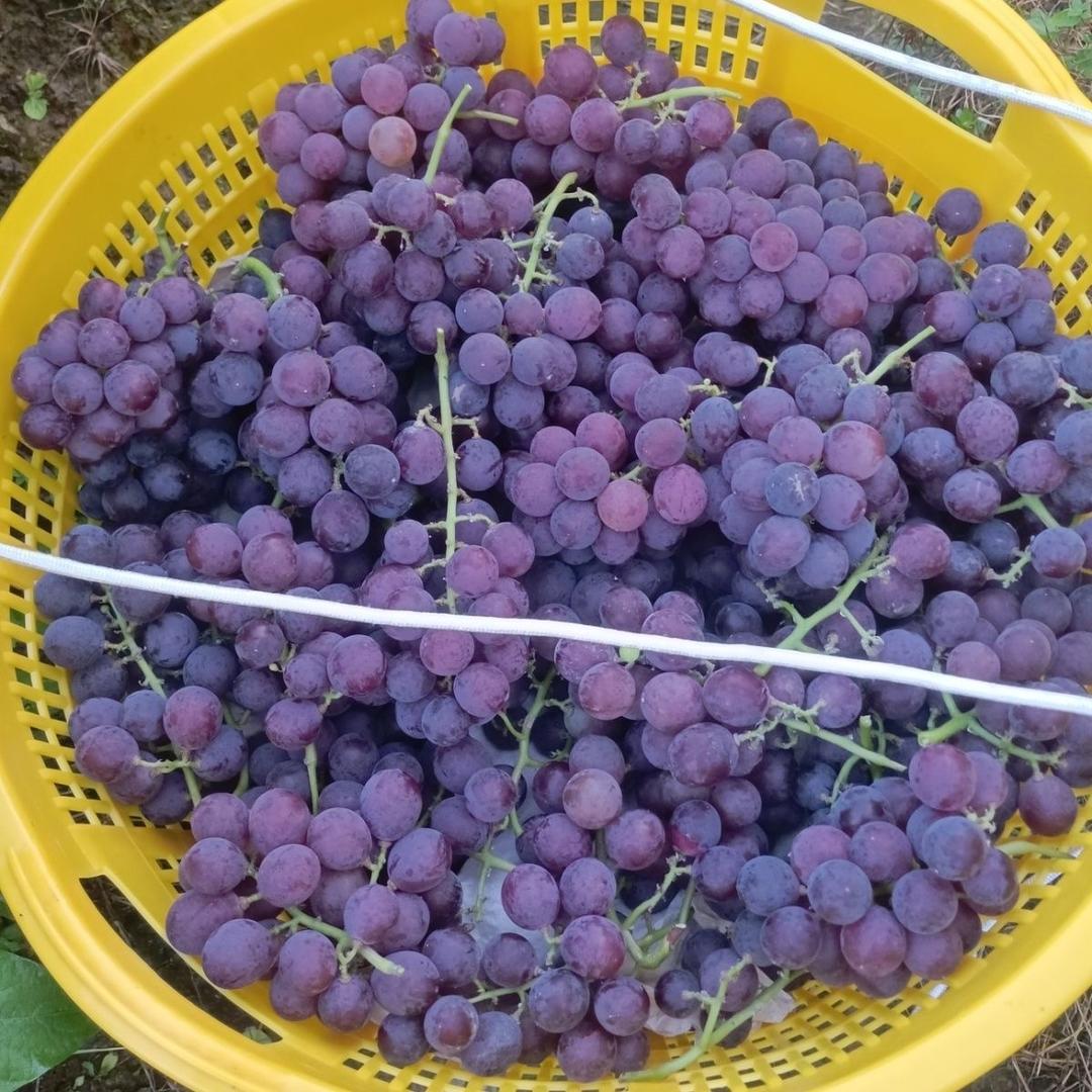 广西桂林小俸乡野情