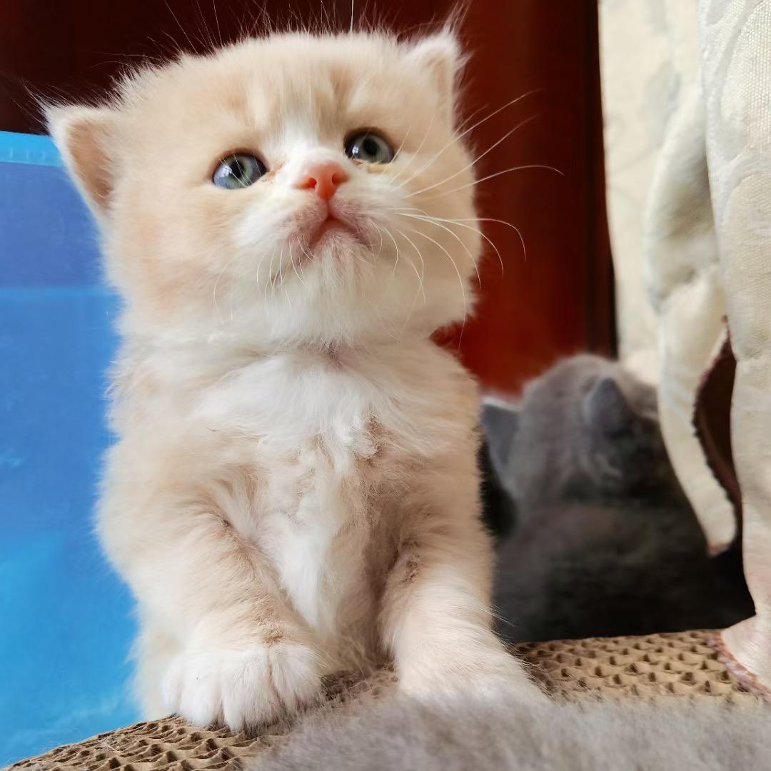 又菜又爱玩🐱