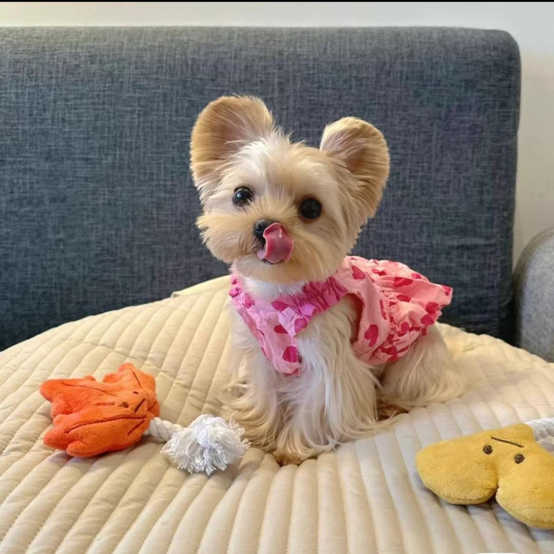 糖糖家的约克夏繁殖