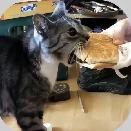 莫月(小猫你可以吃汉堡版)