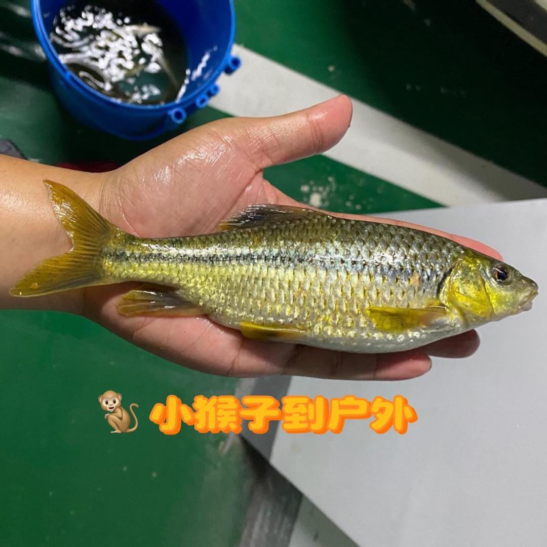 小猴子到户外🐒