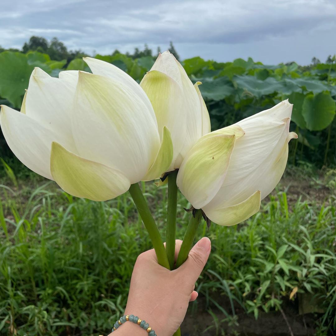 ღ᭄遇见美好℘࿐