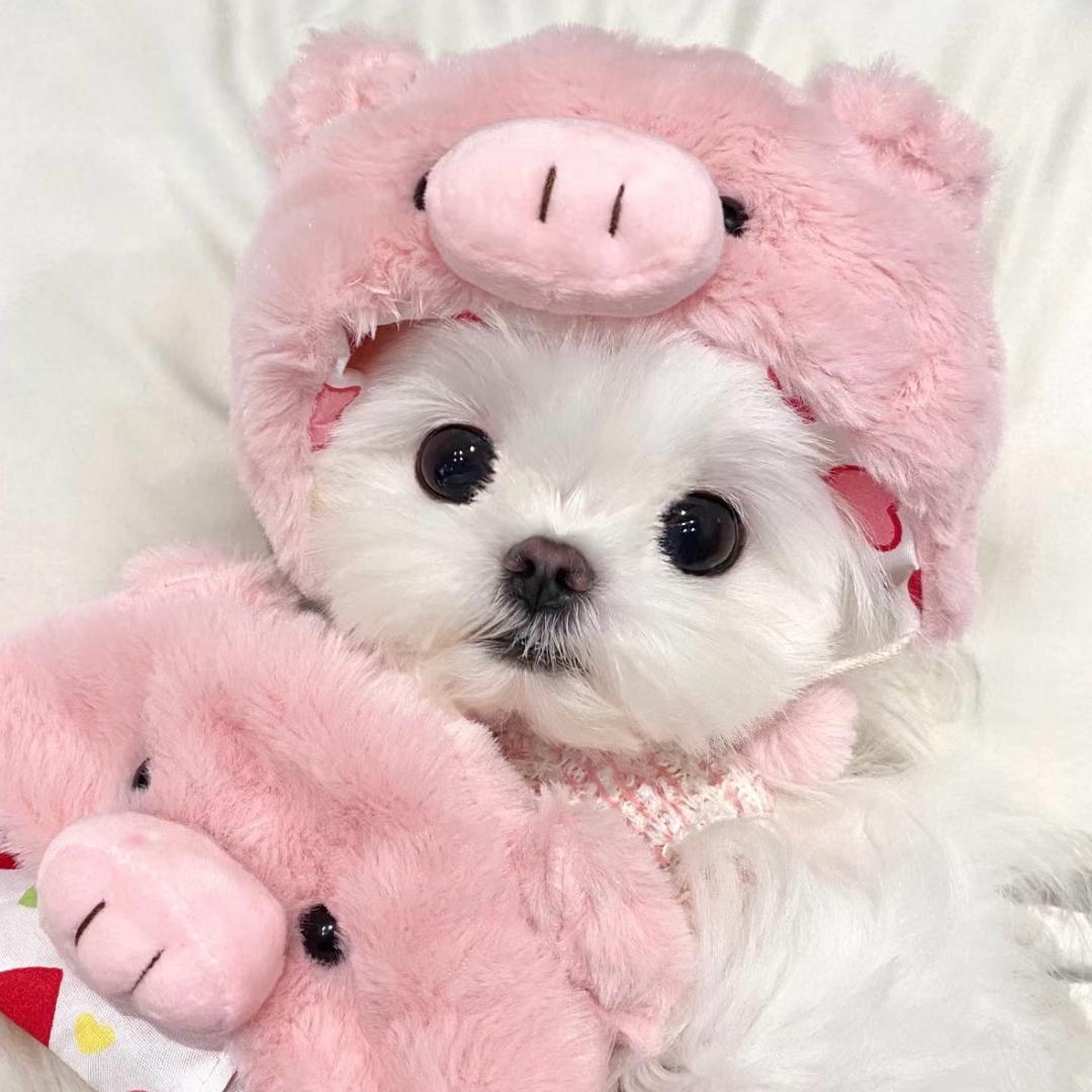 狗狗的宝藏小屋