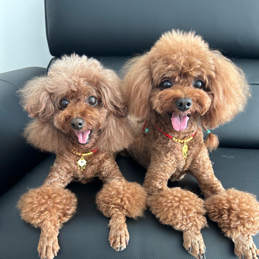 朱莉小深是泰迪