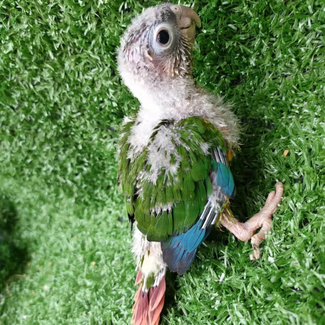 单县哼哼鸟舍鹦鹉养殖场