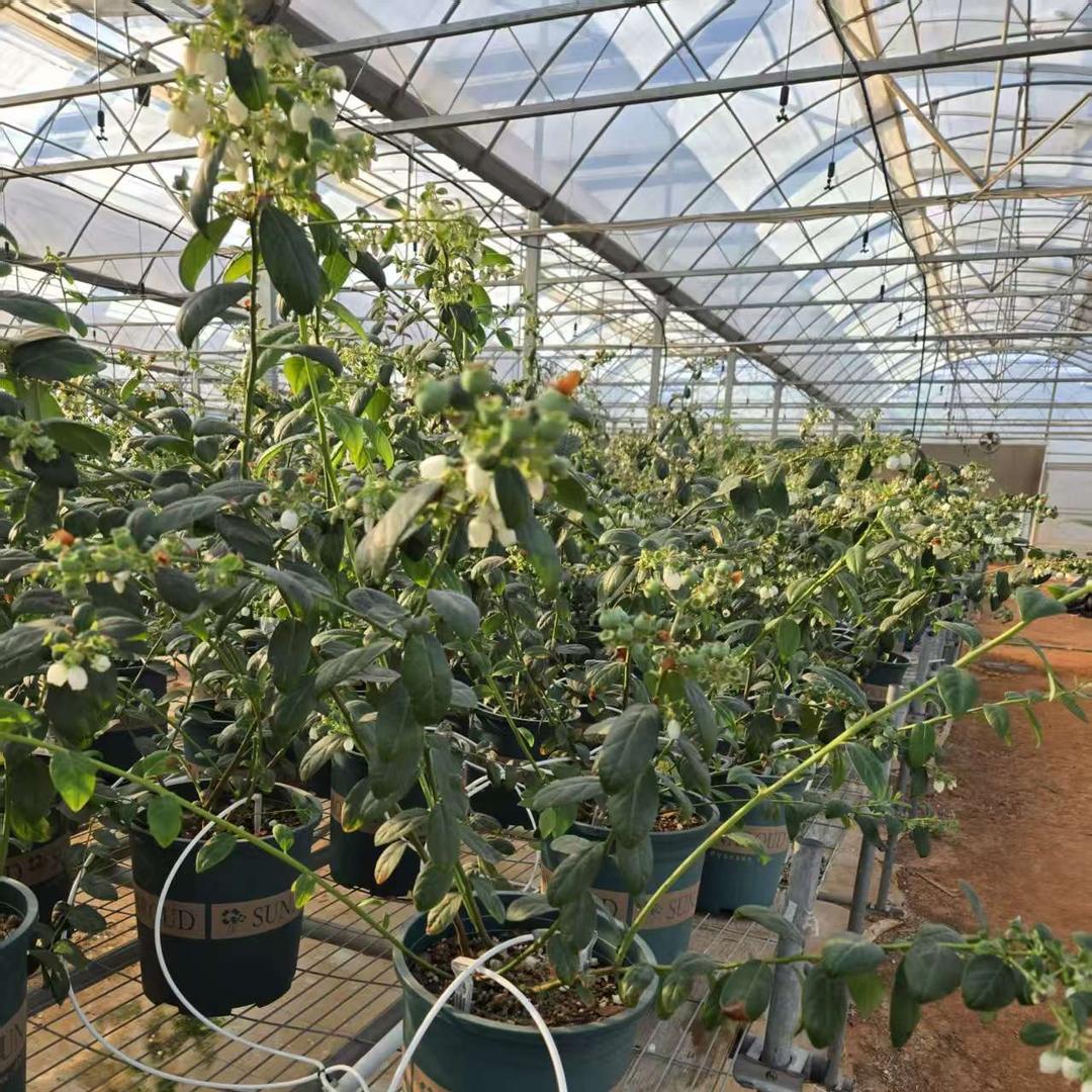 唯蒂云南高山源头花香蓝莓