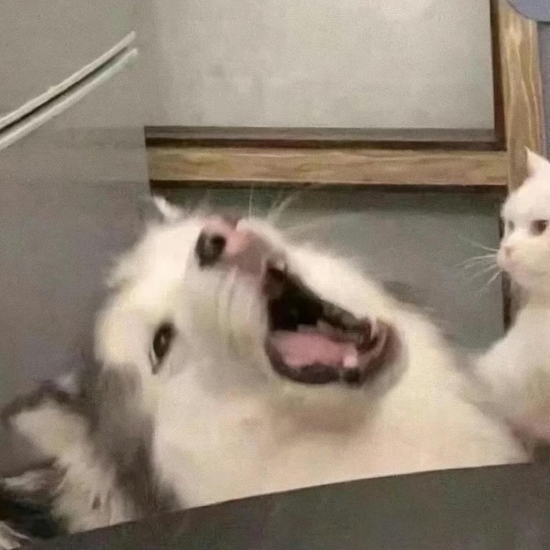 变成翅膀臭狐狸