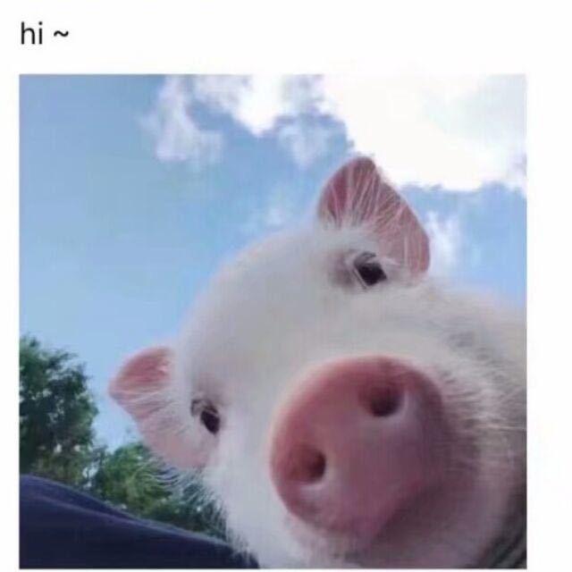 迟到的春天🌺